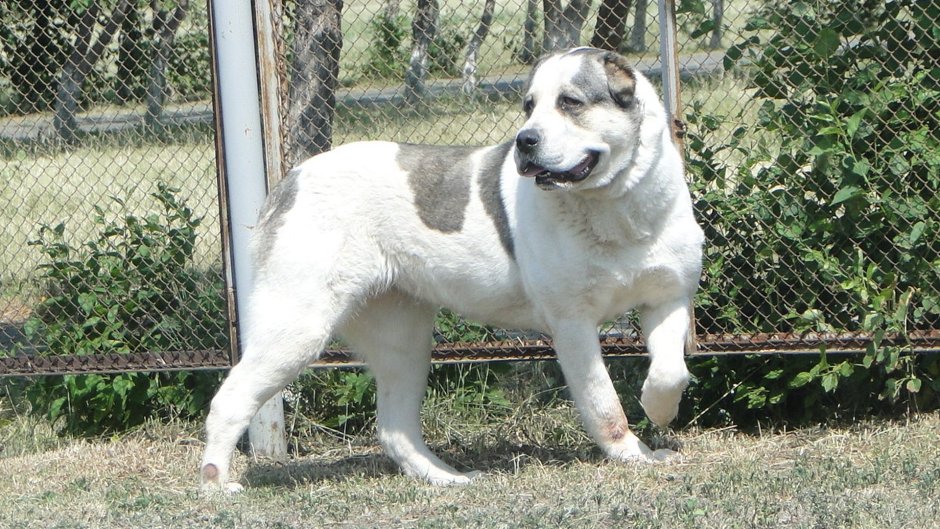 Алабай злой