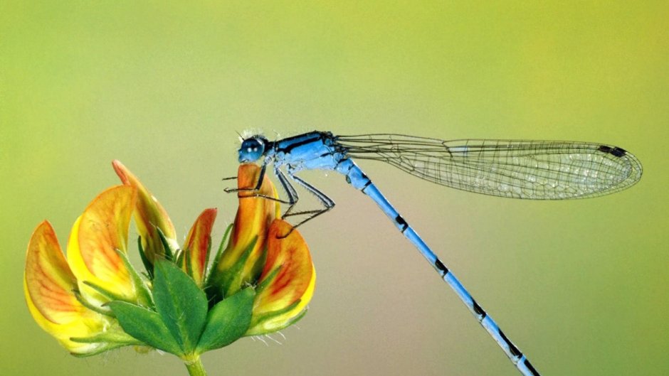 Coenagrion armatum