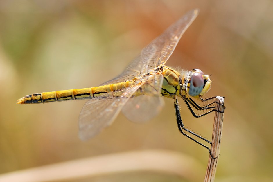 Стрекозы Odonata строение