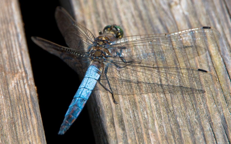 Blue Dragonfly Стрекоза