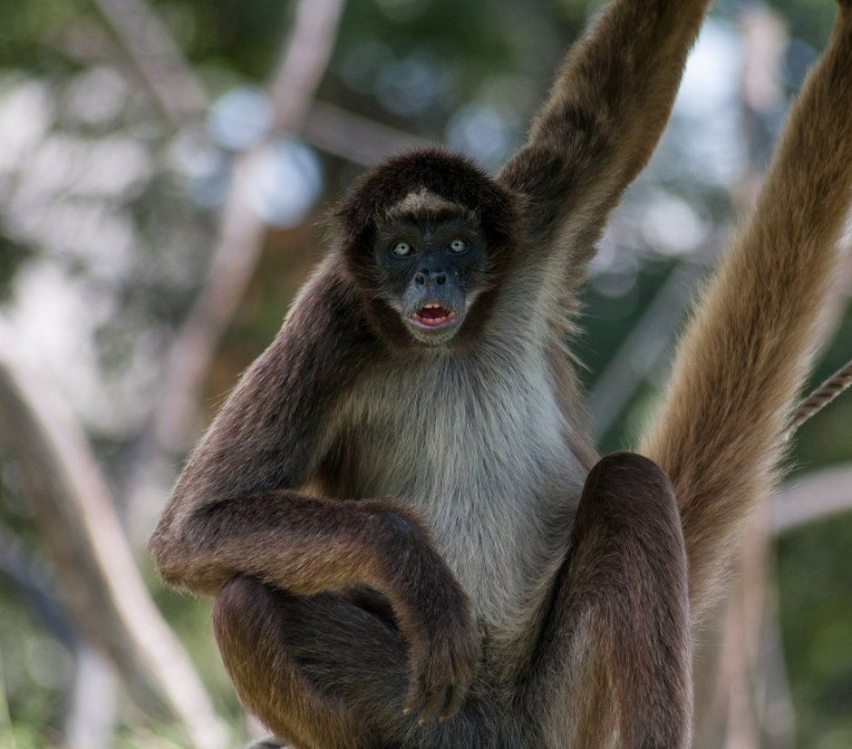 Ateles hybridus