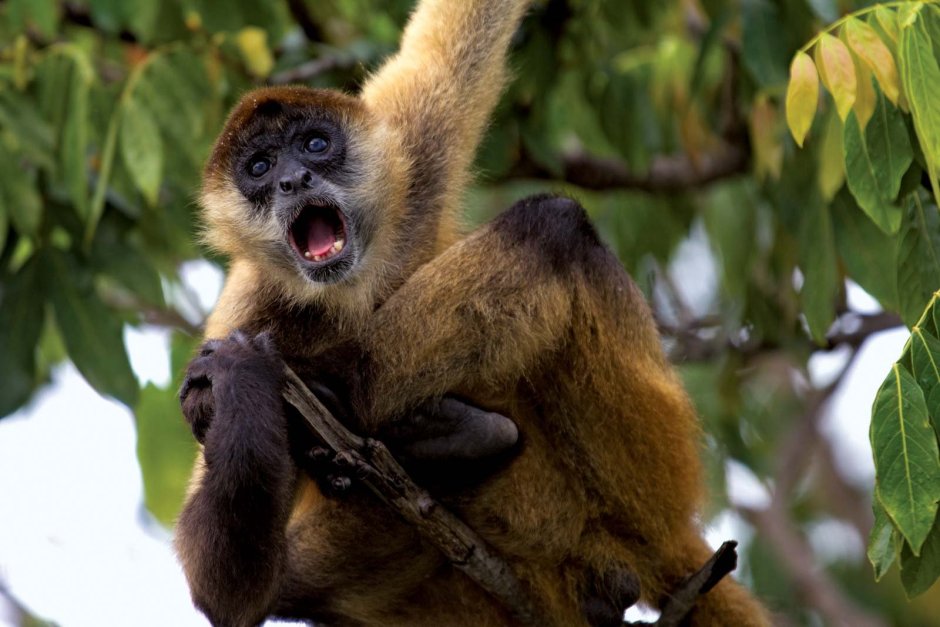 Ateles geoffroyi