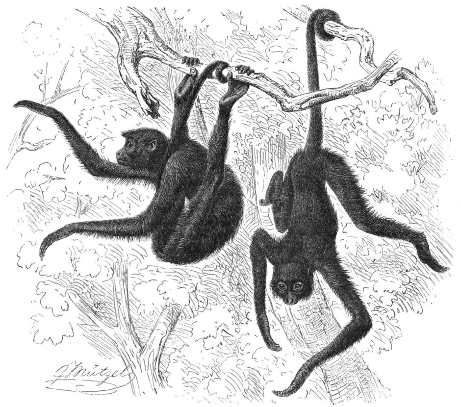 Перуанская коата (Ateles Chamek