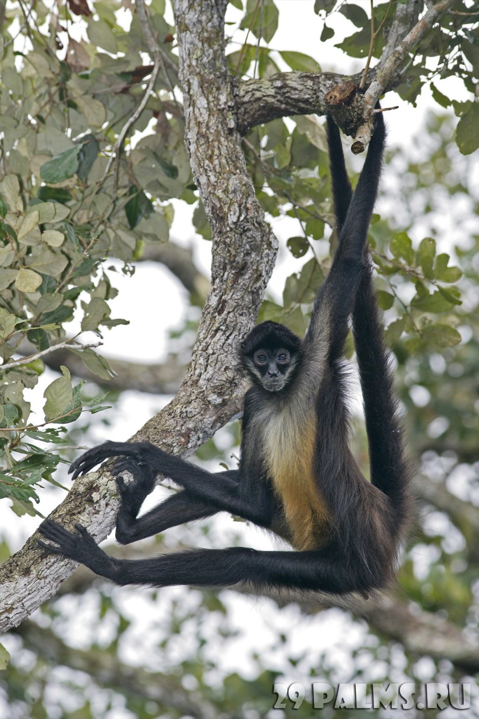 Светлолобая коата (Ateles Belzebuth