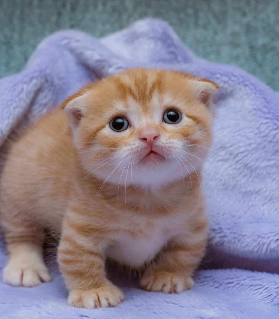 Скоттиш фолд Манчкин