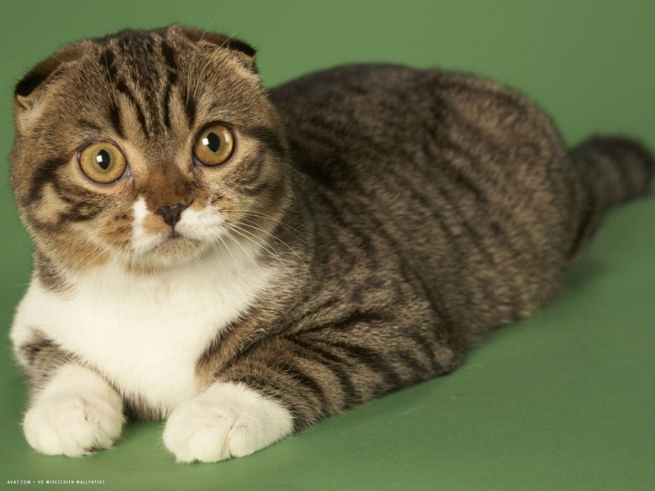 Шотландская вислоухая кошка Калико