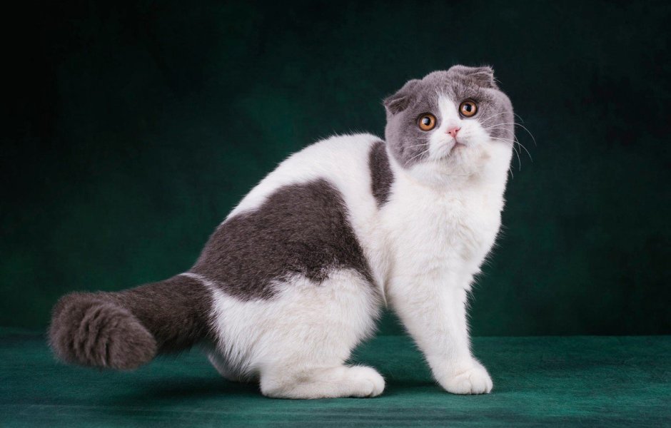 Кот Манчкин вислоухий