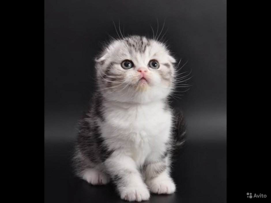 Скоттиш фолд Манчкин