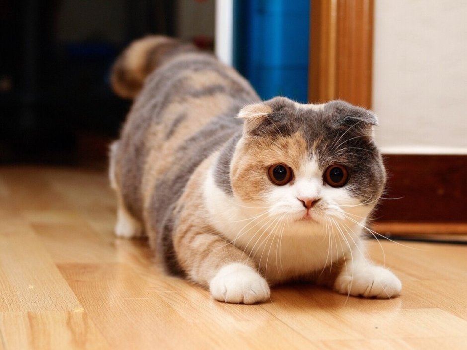 Шотландский вислоухий Манчкин кот