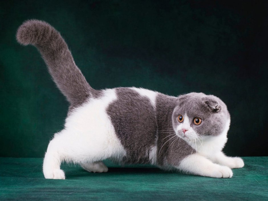 Скоттиш фолд Манчкин