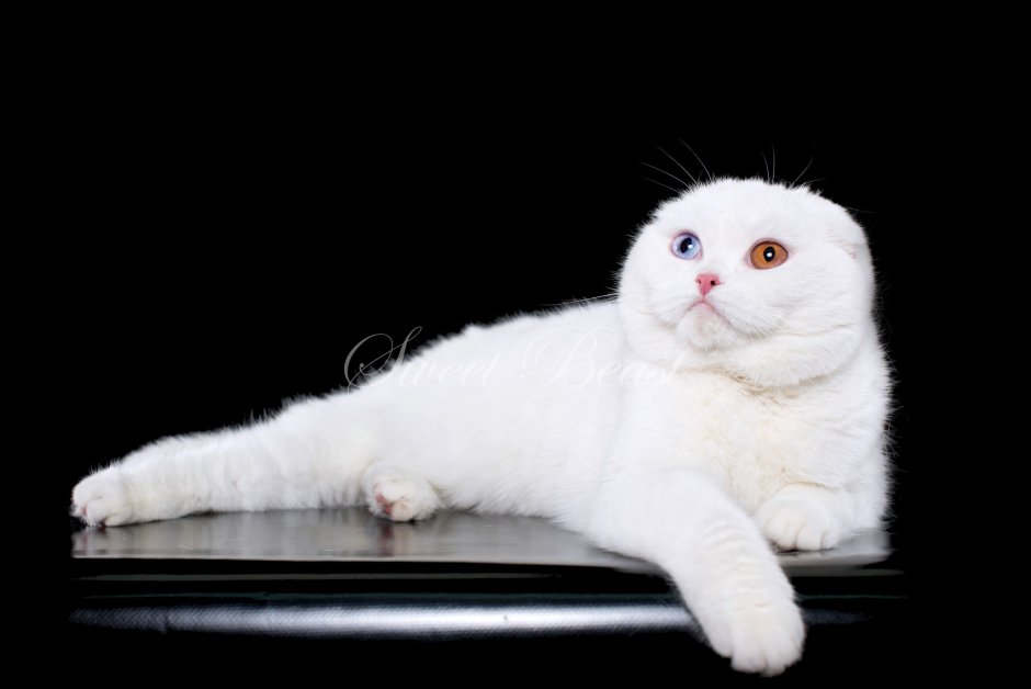 Скоттиш фолд белый