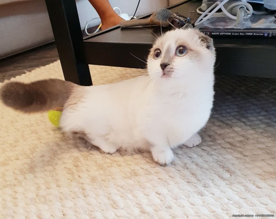 Манчкин кот вислоухий белый