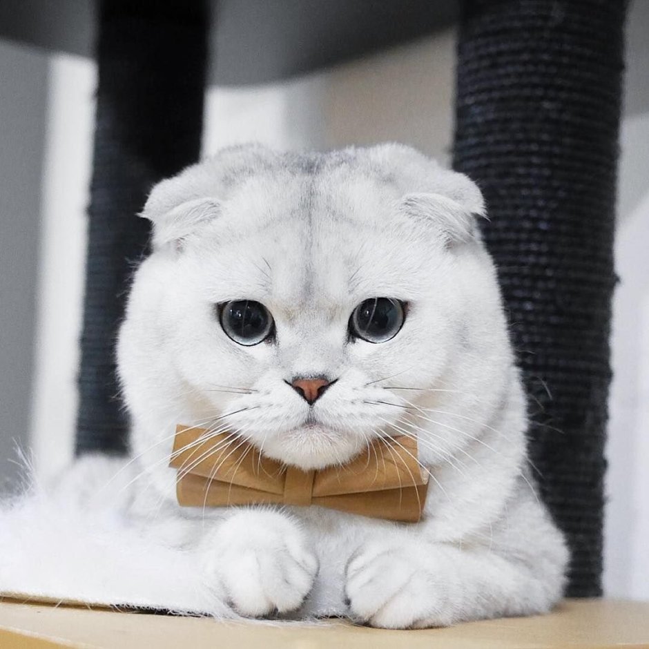 Манчкин фолд скоттиш килд