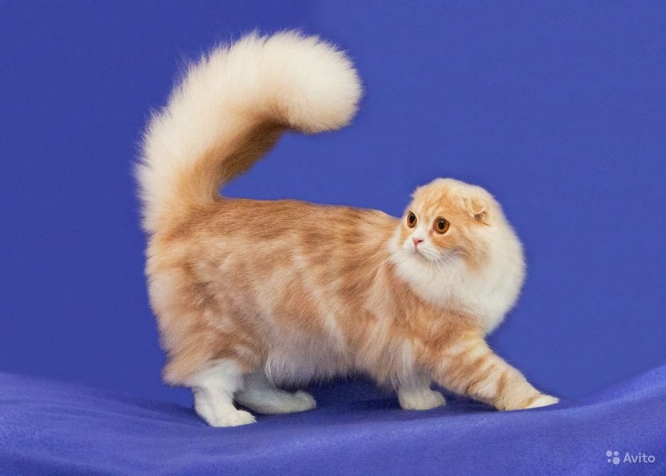 Коротколапые коты бобтейл
