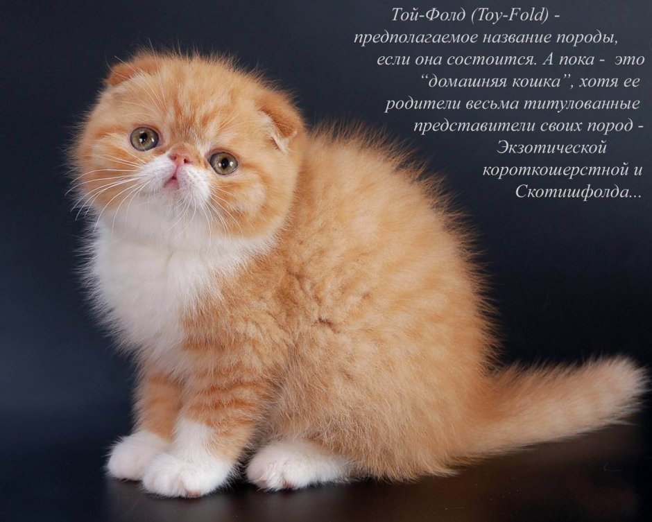 Породы кошек с фотографиями и названиями пород