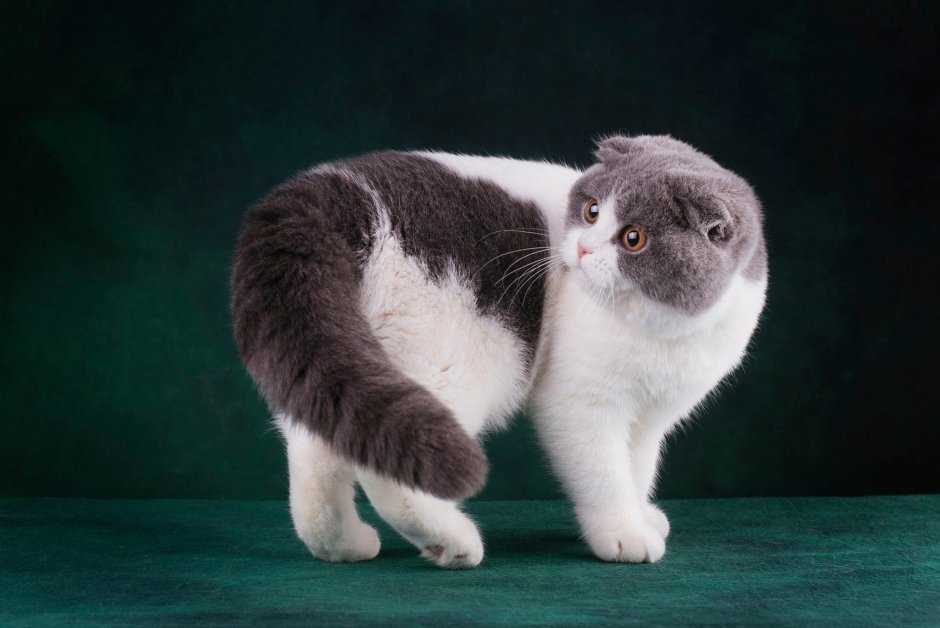 Скоттиш фолд Манчкин