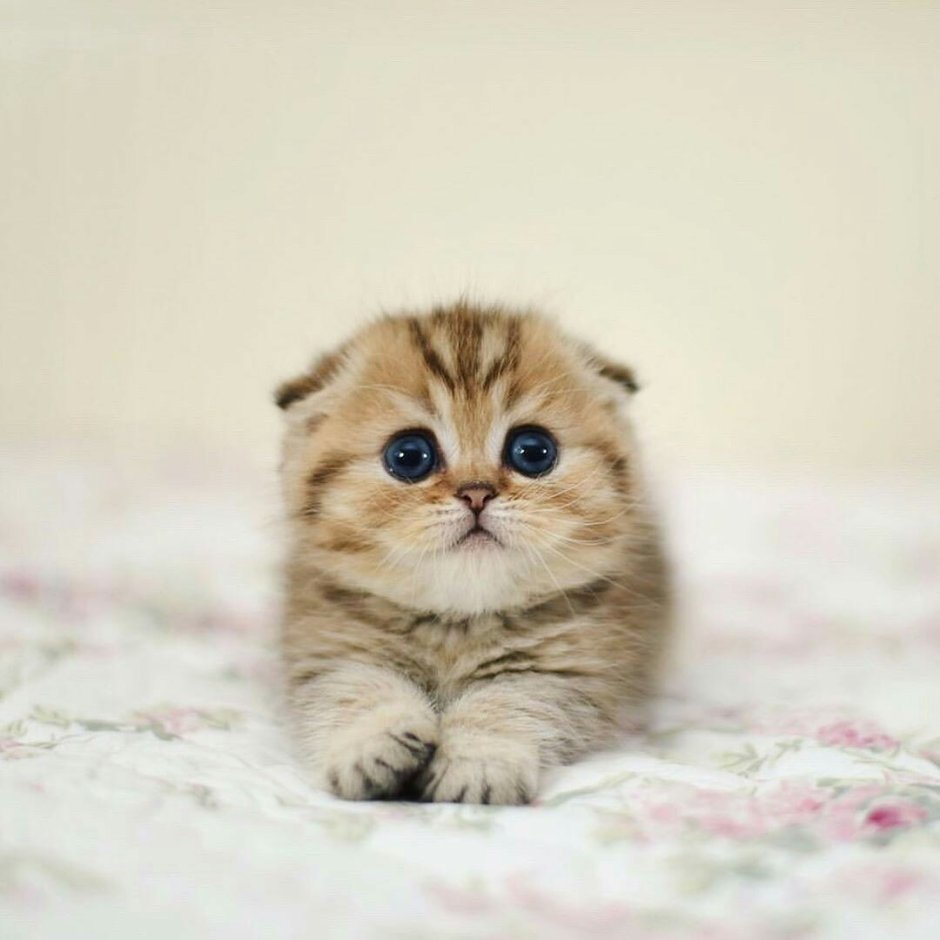 Шотландская вислоухая кошка Meow