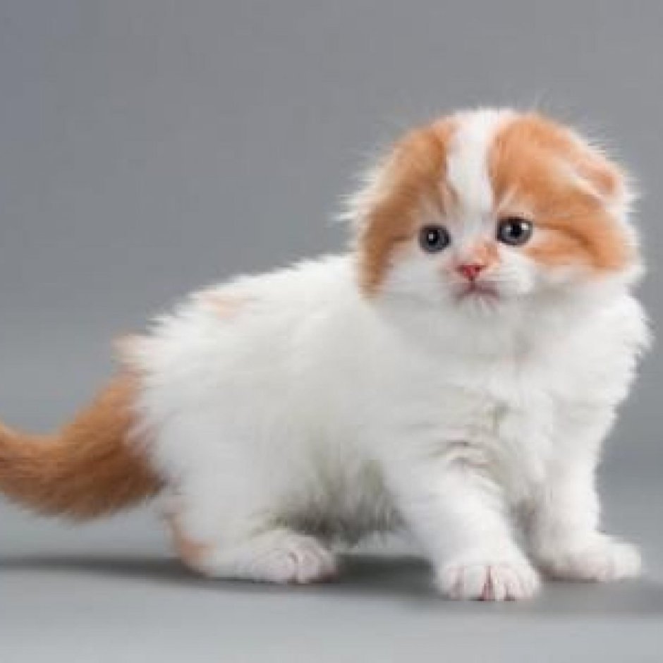 Скоттиш фолд Манчкин