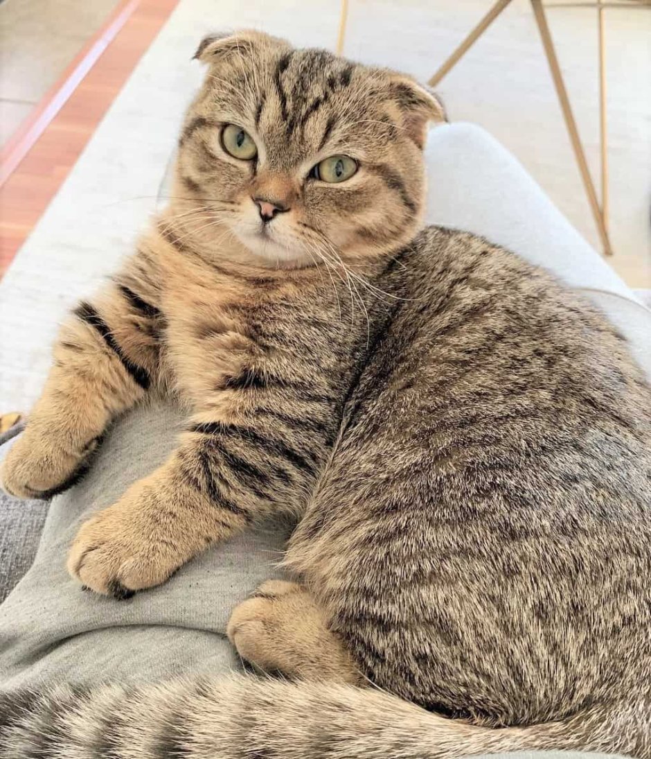 Скоттиш фолд Манчкин