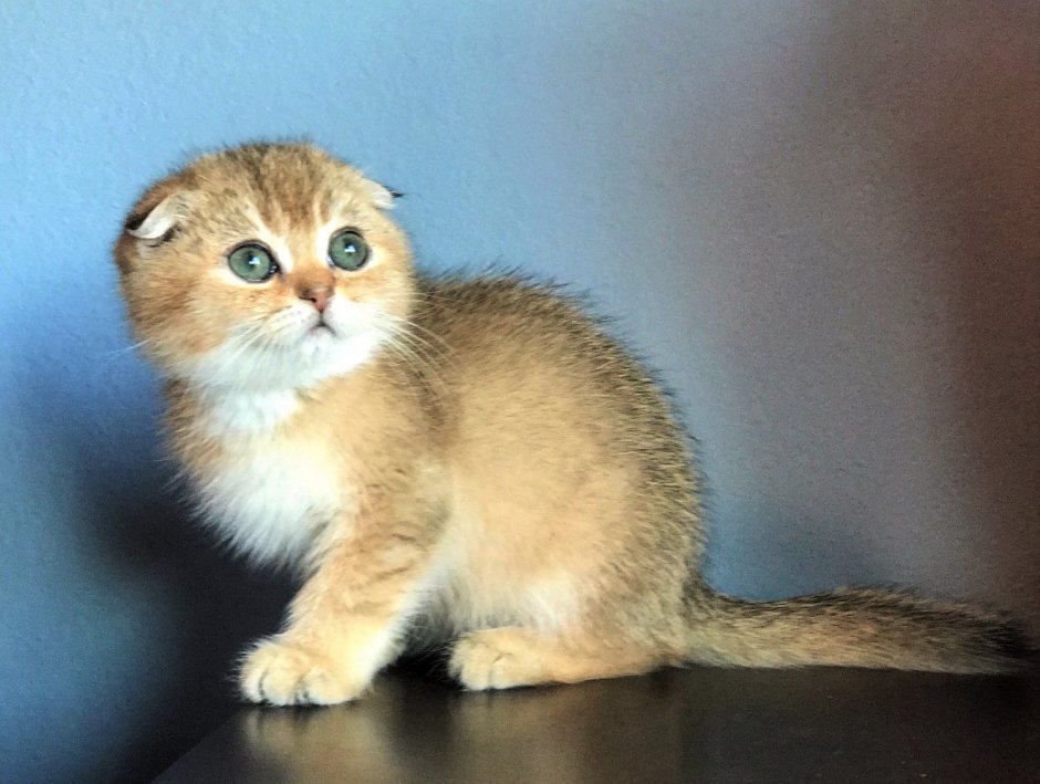 Скоттиш-фолд Шотландская вислоухая котята