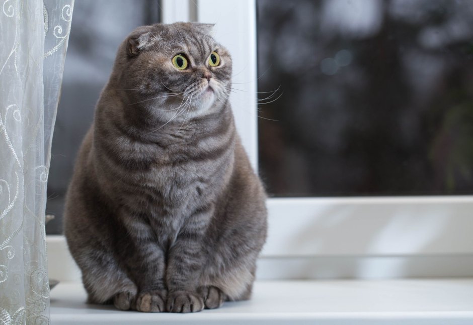 Скоттиш фолд Манчкин