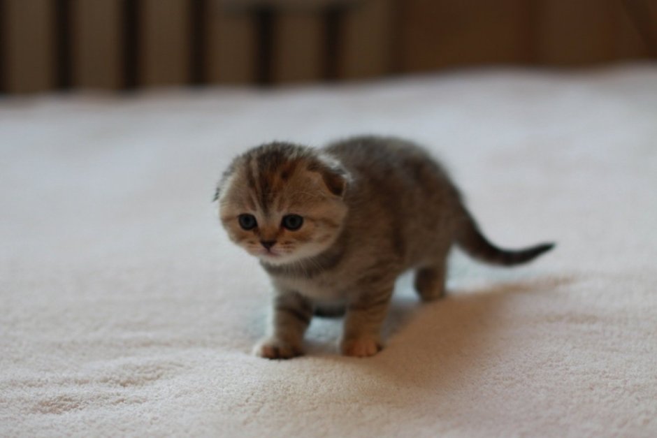 Кот Манчкин вислоухий