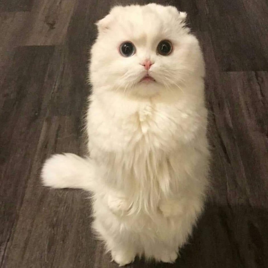 Манчкин кошка вислоухая