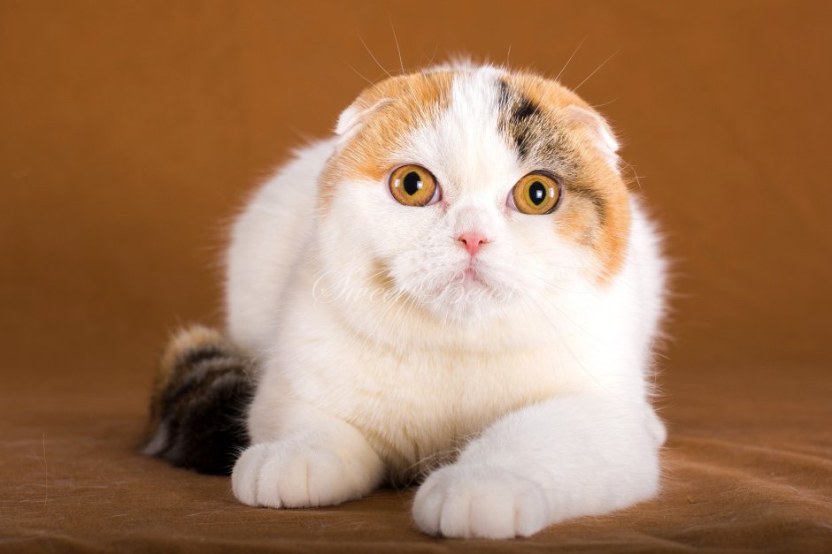 Скоттиш фолд Манчкин