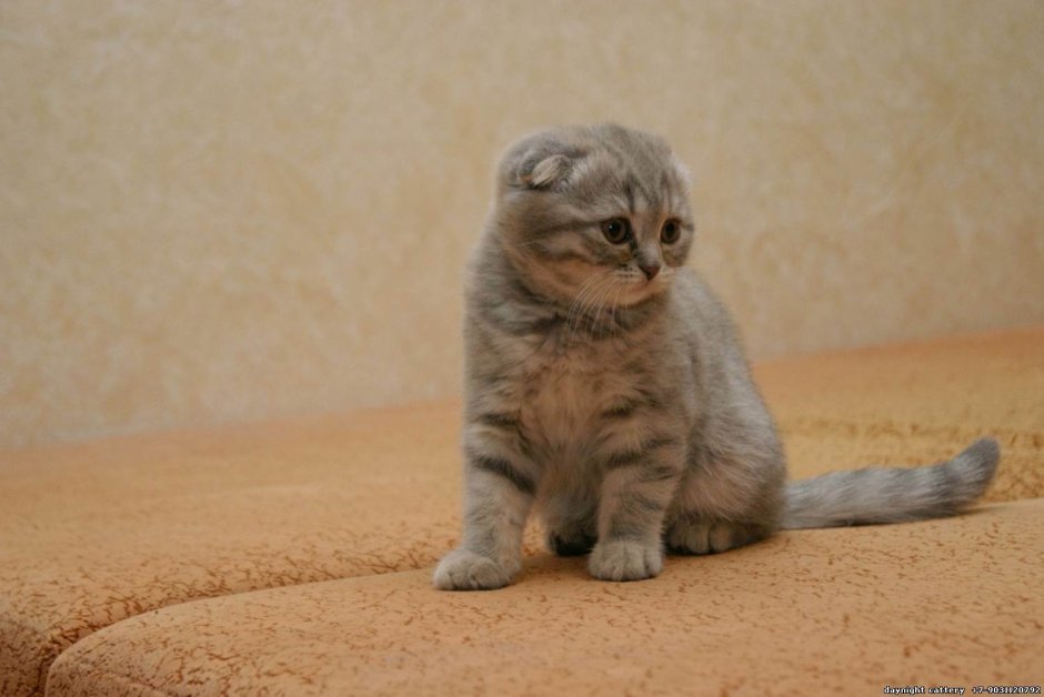 Шотландские котята вислоухие мальчики