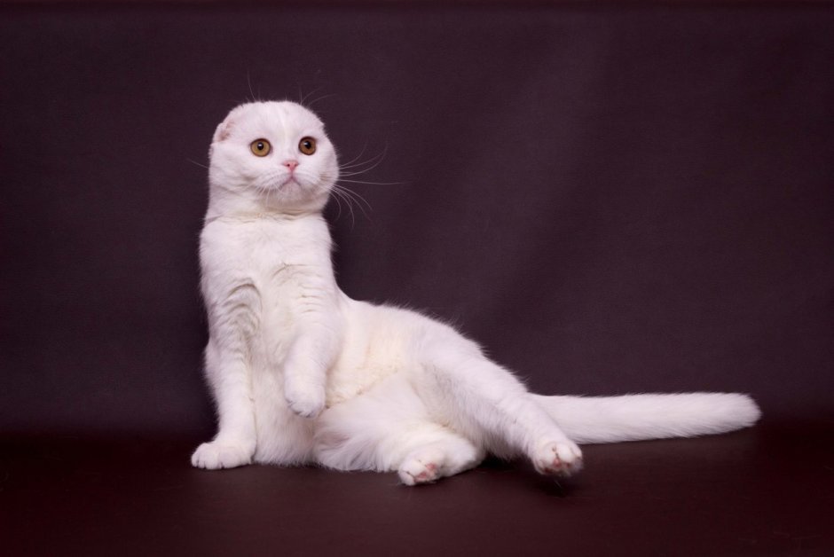 Скоттиш фолд белый