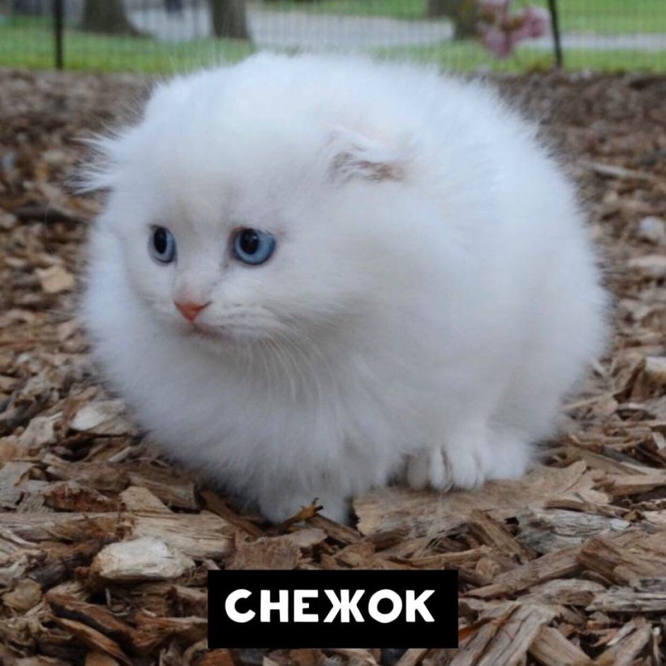 Маленькие кошки которые не растут