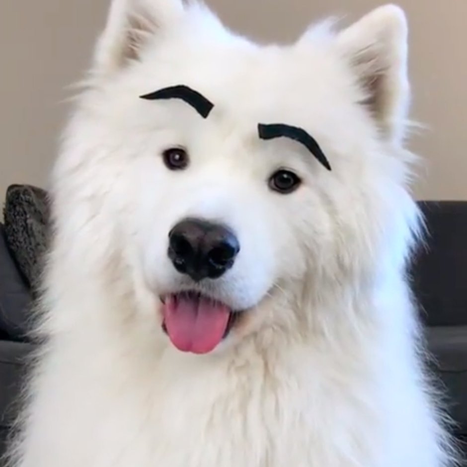 Когда ругаешь собаку и кота