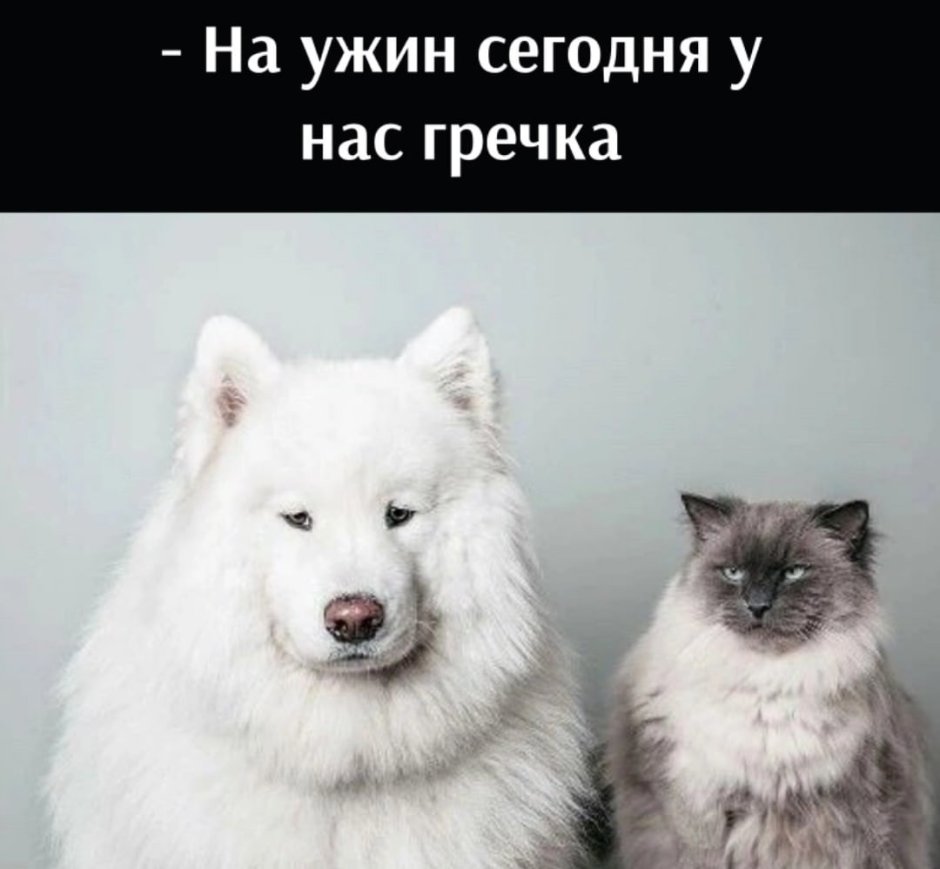 Щенки самоеда Эстетика
