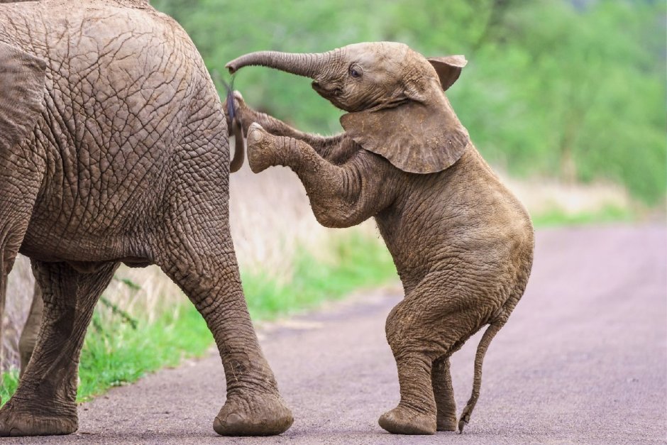 Animals Planet входят в состав bbc