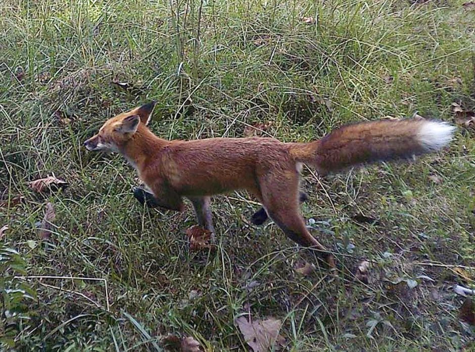 Мраморная лиса (Marble Fox)