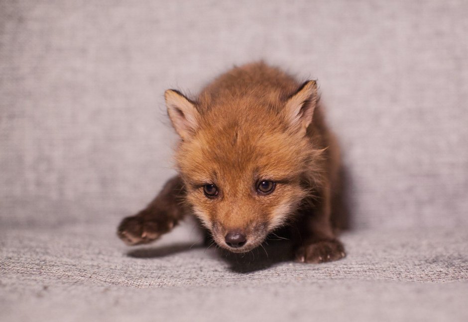 Крестовка / Cross Fox