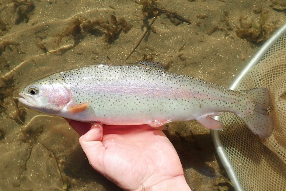 Микижа Oncorhynchus mykiss