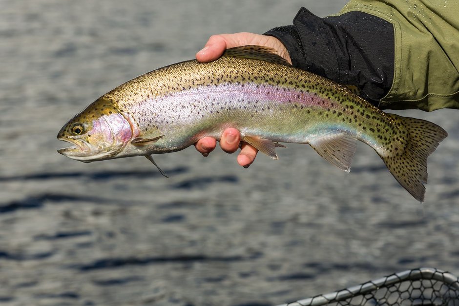 Rainbow Trout Oncorhynchus mykiss
