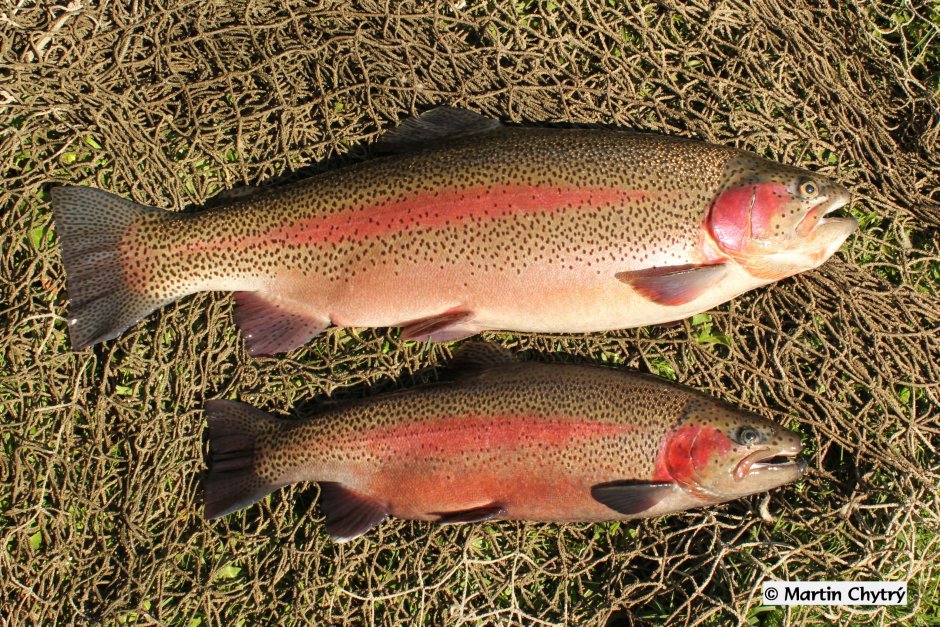 Форель Oncorhynchus