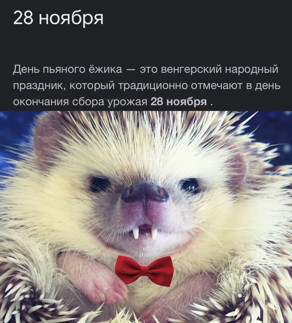 Ежик в тумане фразы