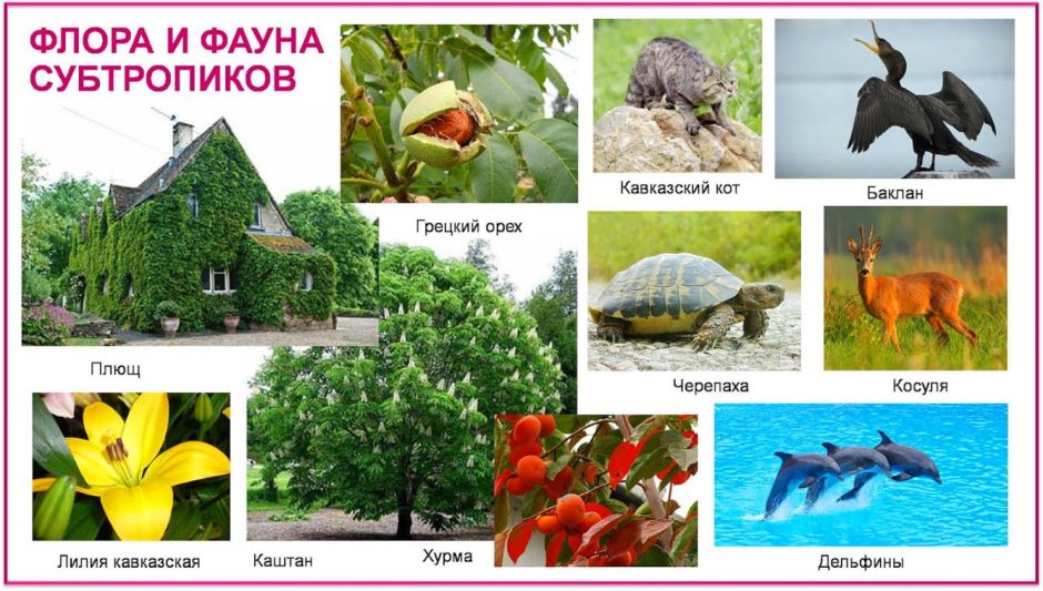 Животные субтропиков России