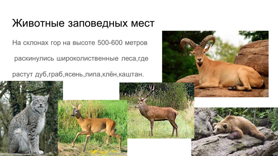 Животные Дикие и домашние субтропической зоны