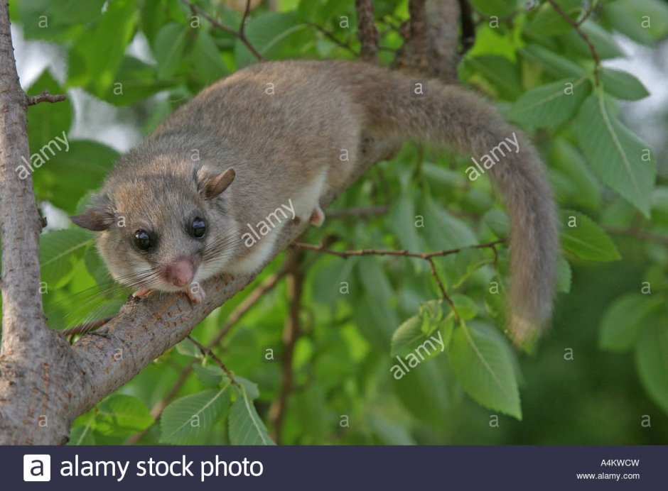 Соня Лесная dryomys nitedula (Pallas, 1778)
