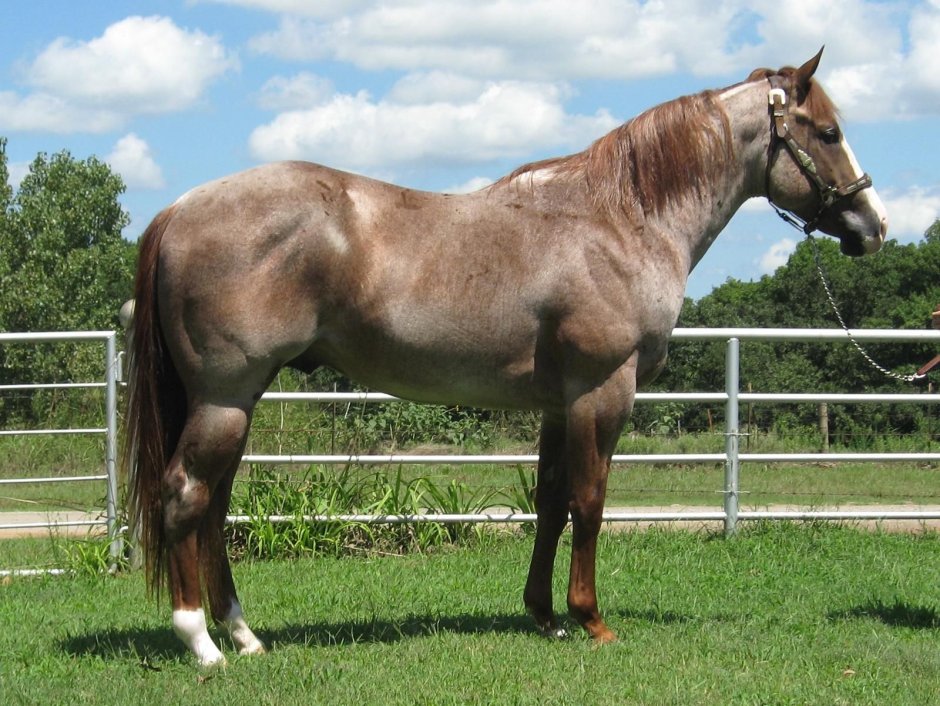 Palomino Roan Horse