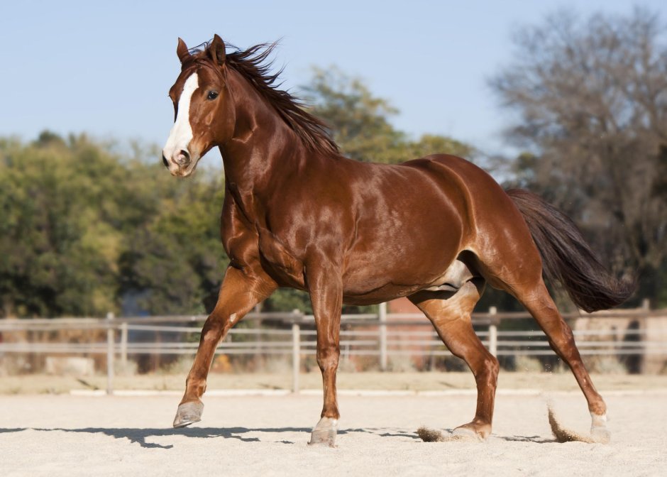 American Quarter Horse порода