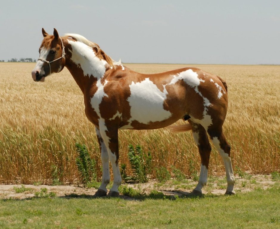 Американский Пейнтхорс лошадь