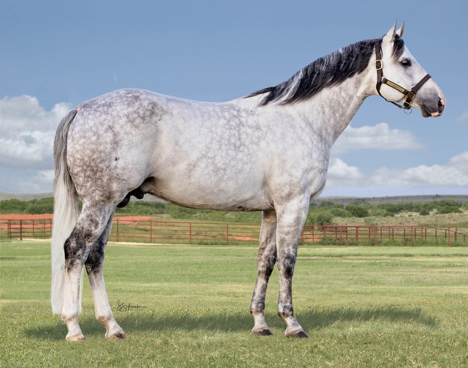 Quarter Horse