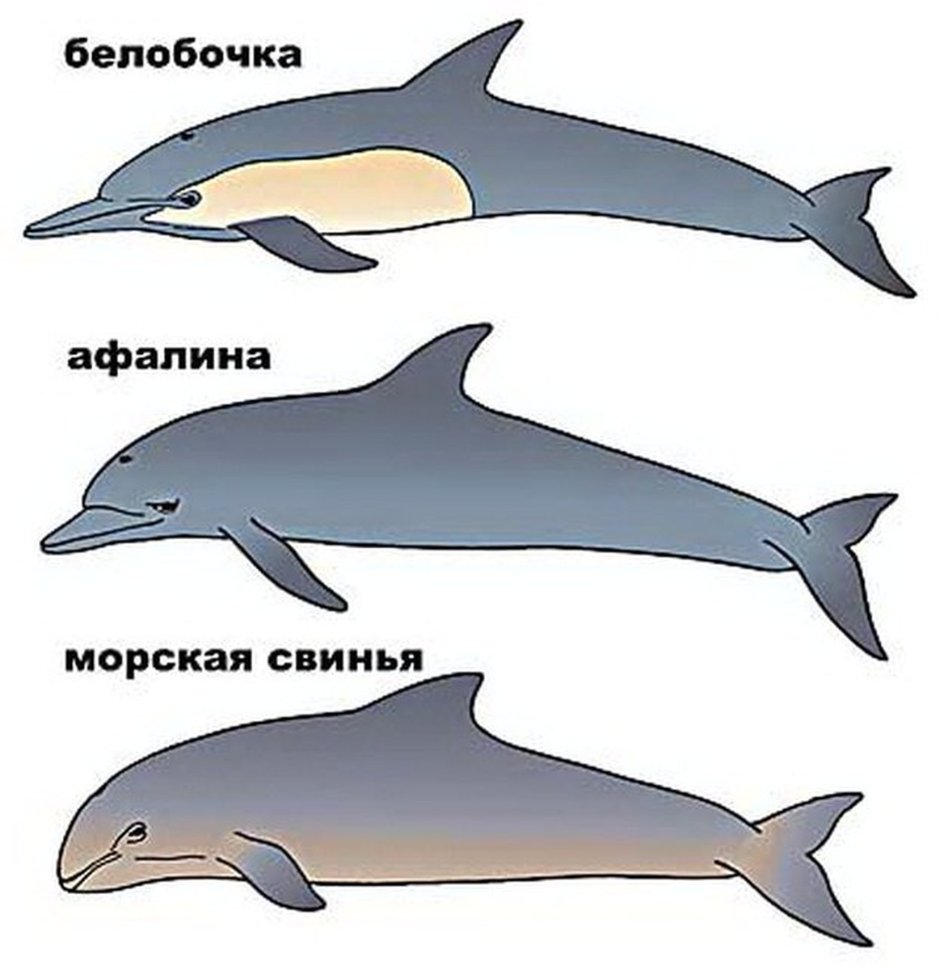 Дельфин Вакита
