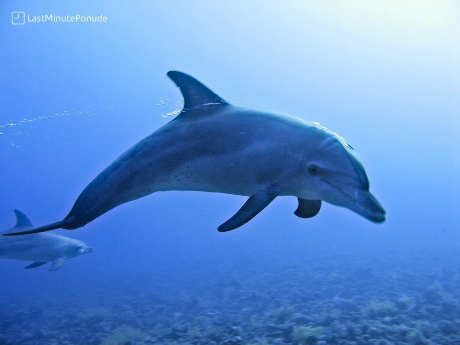 Yangtze Finless Porpoise