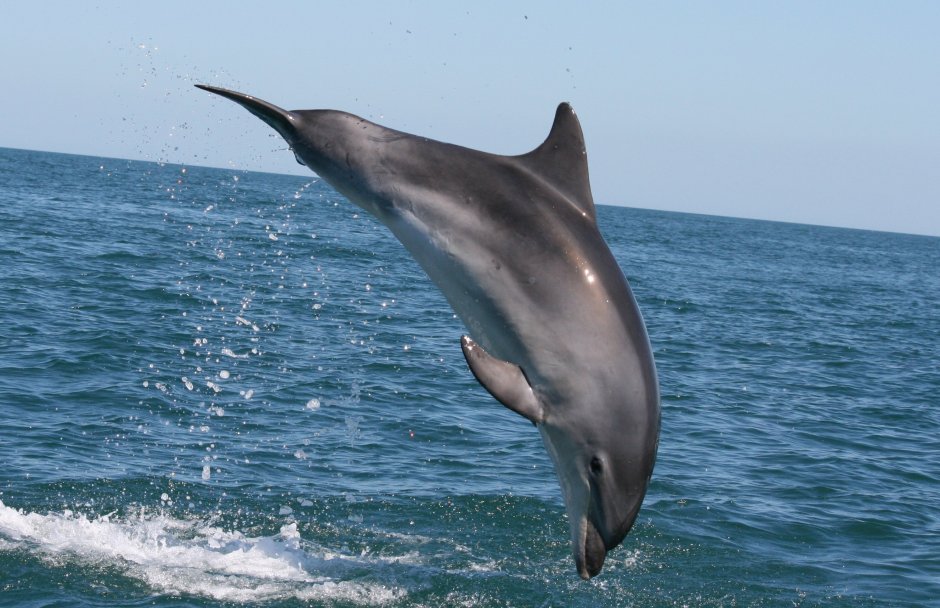 Калифорнийская морская свинья (Vaquita)